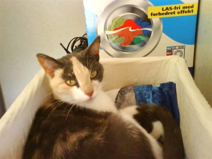 Huskat Maja <33 ;b billede 10