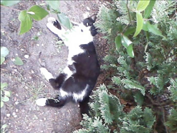 Huskat buller billede 8