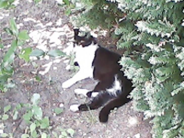 Huskat buller billede 9