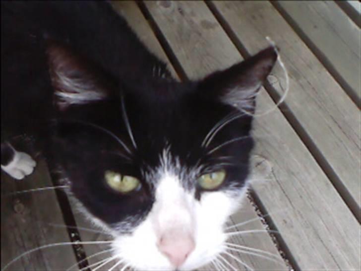 Huskat buller billede 10