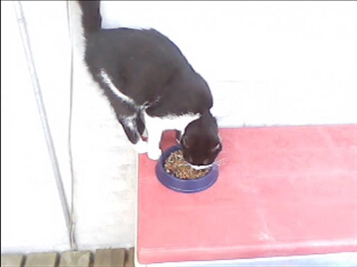 Huskat buller billede 11