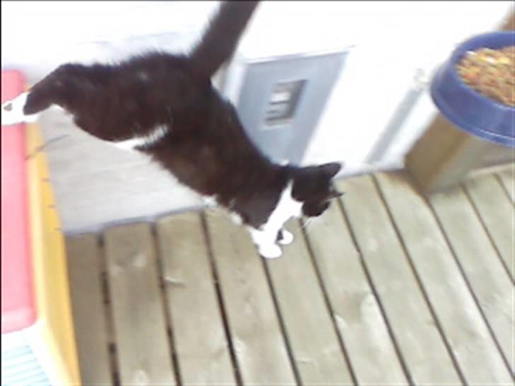 Huskat buller billede 12