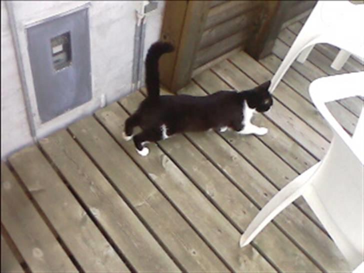 Huskat buller billede 13