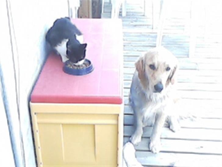 Huskat buller billede 14