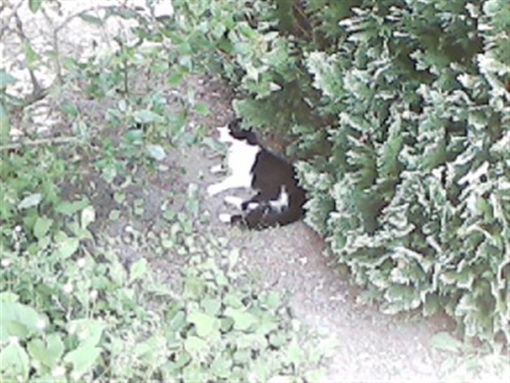 Huskat buller billede 15