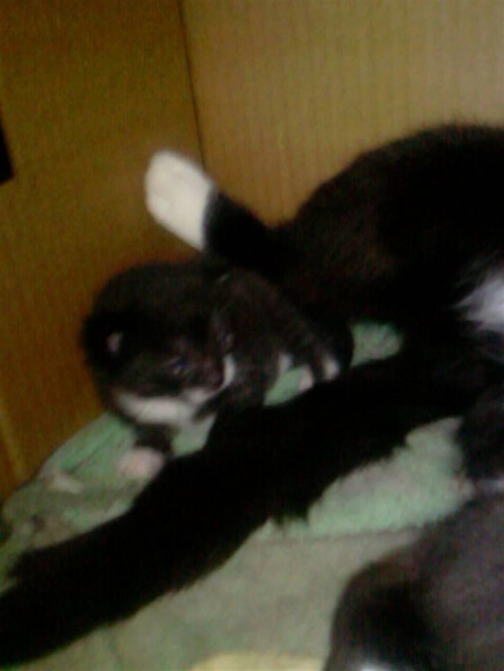 Blanding af racer Maggi  billede 12