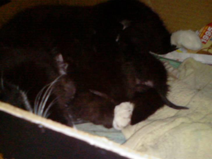 Blanding af racer Maggi  billede 13