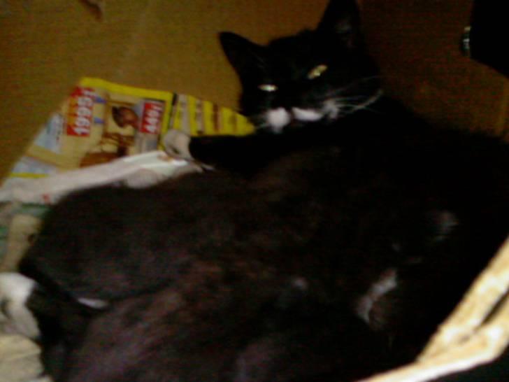 Blanding af racer Maggi  billede 14