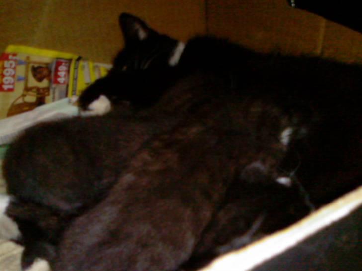 Blanding af racer Maggi  billede 15