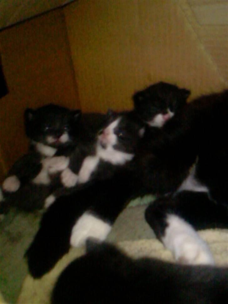 Blanding af racer Maggi  billede 16