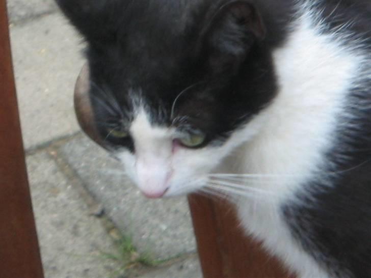 Huskat Kitte-Cutty billede 4
