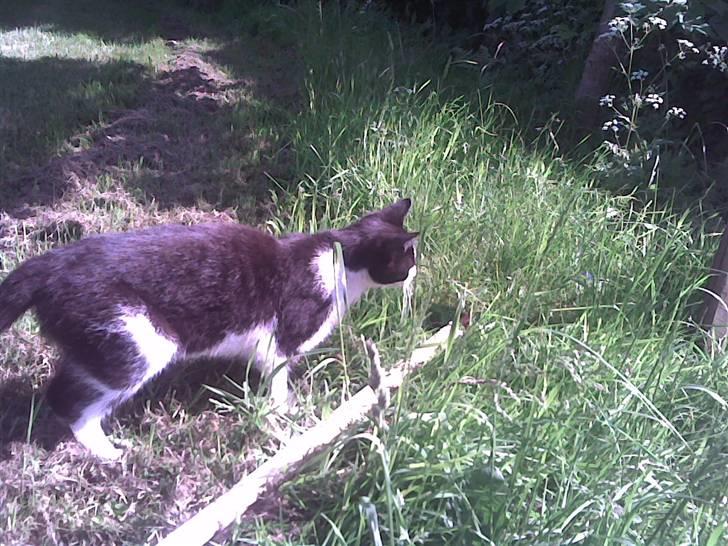 Huskat Kitte-Cutty billede 7