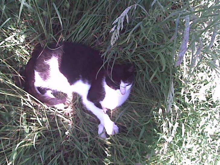 Huskat Kitte-Cutty billede 8