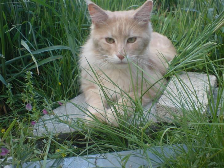 Maine Coon Mountaineer`s vanilla Ice billede 16