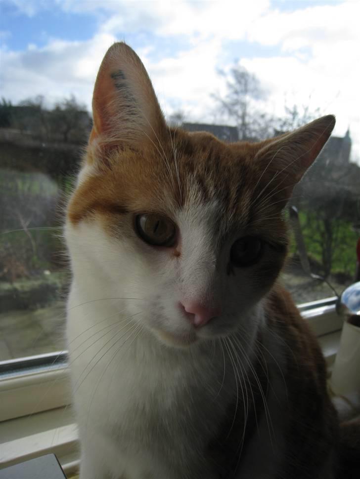 Blanding af racer Anthony - R.I.P - *NYT* Velkommen.. 8 måneder billede 1