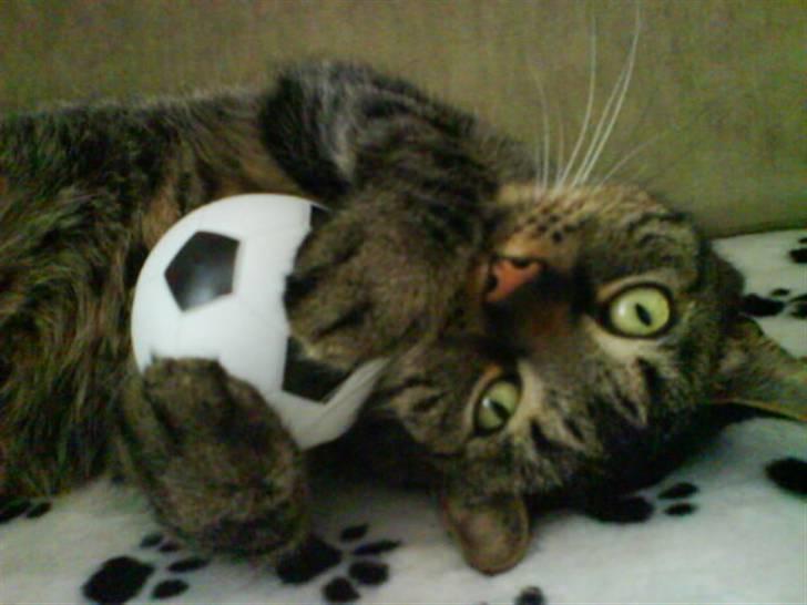 Huskat kenzo - Sørensen pas på dit job som målmand billede 1