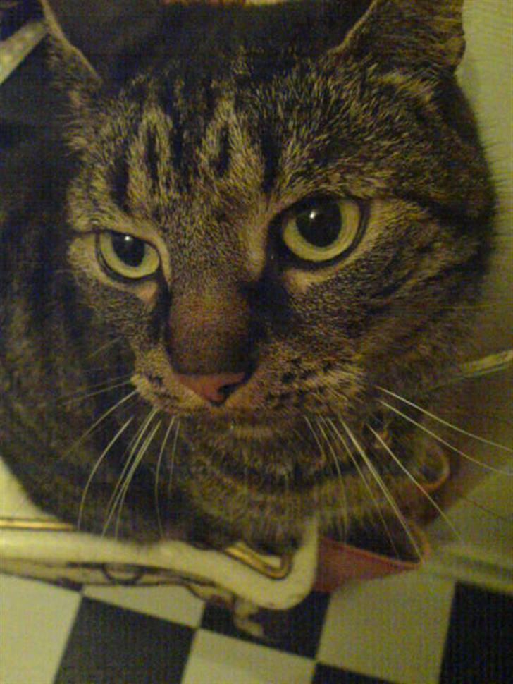 Huskat kenzo - Hello billede 2