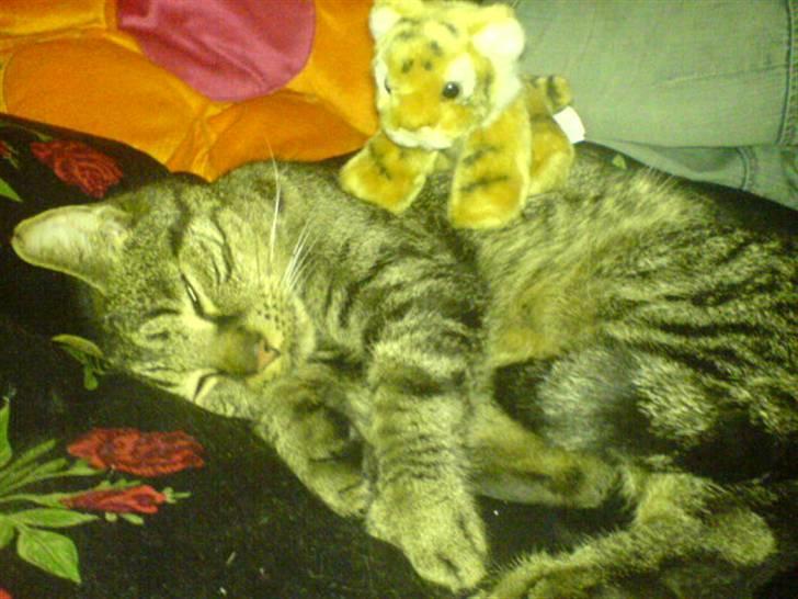 Huskat kenzo - Kenzo erkender sit nederlag til tøj tiger billede 3