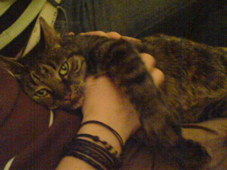 Huskat kenzo - Her bliver jeg liggende i 100 år... ahh.. billede 4