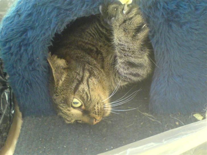 Huskat kenzo - Mmm.. At have sit eget hus billede 5