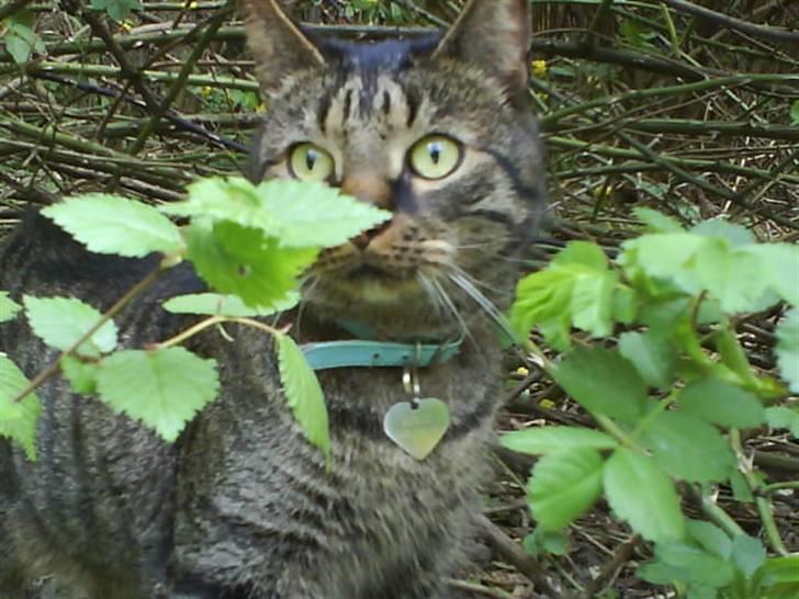 Huskat kenzo - Ambulance lyde skræmmer Kenzo billede 6