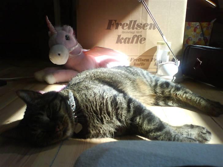 Huskat kenzo - At solbade... billede 7