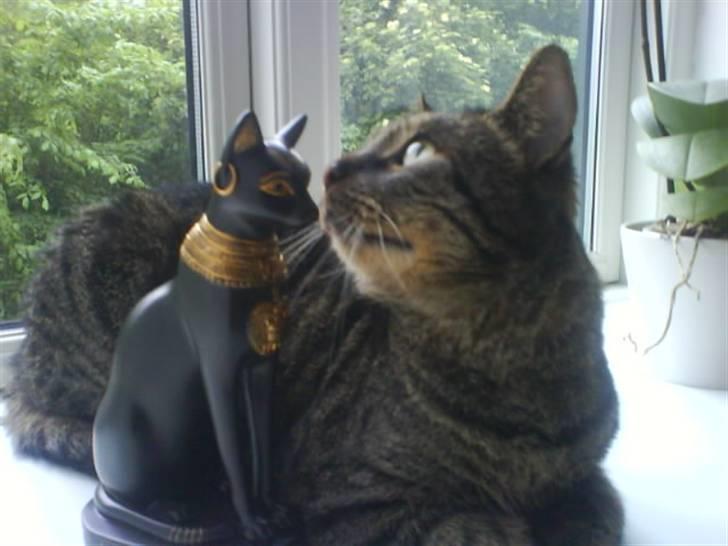 Huskat kenzo - Bastet og Kenzo billede 8