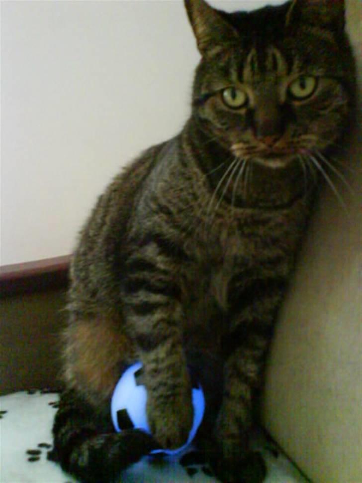 Huskat kenzo - MIN bold! billede 9