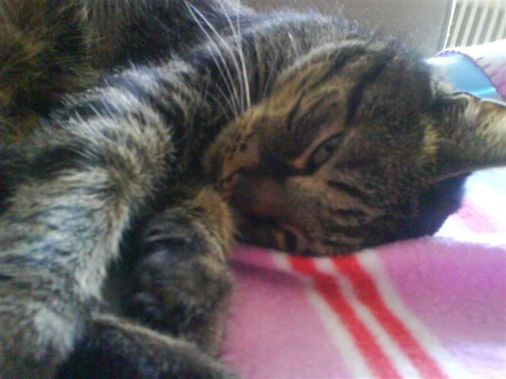 Huskat kenzo - Nus mig, så du sød billede 10