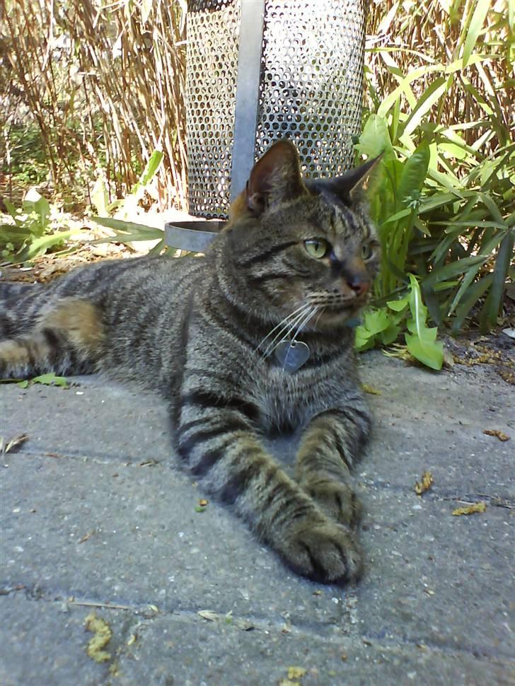 Huskat kenzo - Livet er skønt, jeg har min egen park billede 11