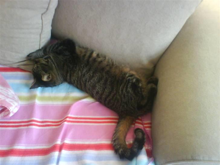 Huskat kenzo - Det er ik nemt når min mor siger jeg ik må fylde i sofaen. billede 12