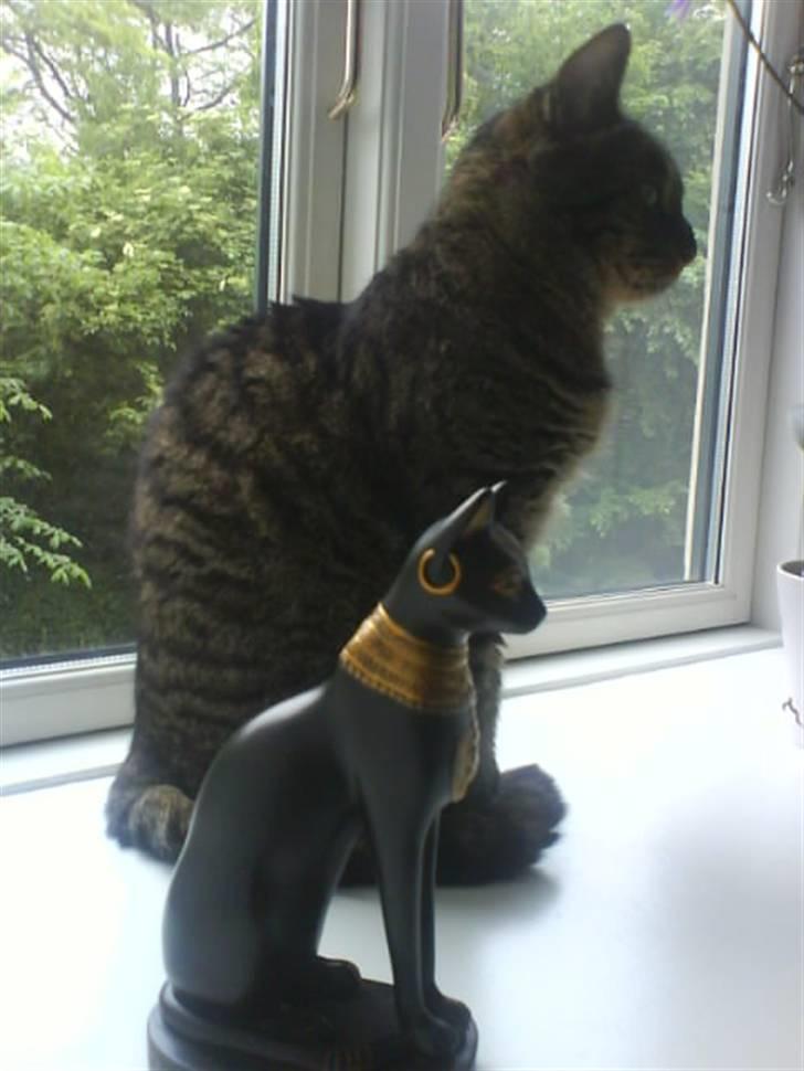 Huskat kenzo - skræmmende lighed, eller? billede 13