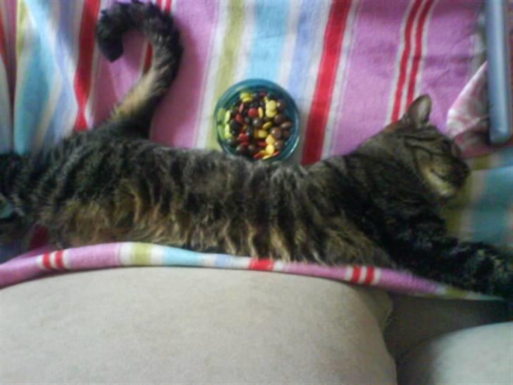 Huskat kenzo - At strække sig. billede 14