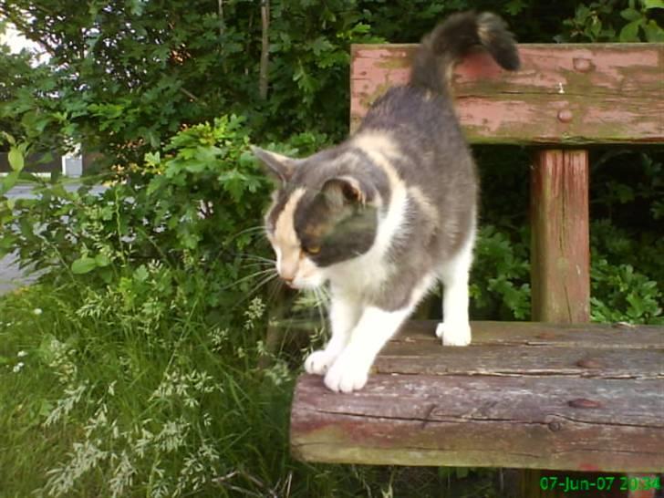 Huskat Maja <33 ;b billede 11