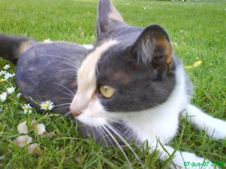 Huskat Maja <33 ;b billede 12