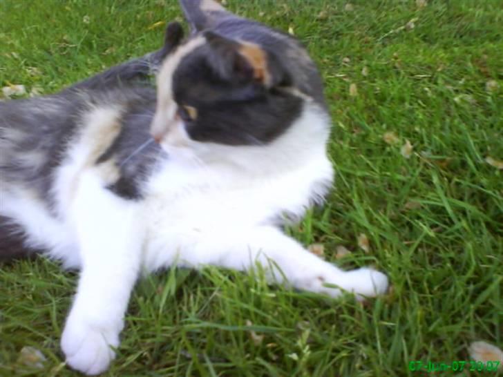 Huskat Maja <33 ;b billede 13