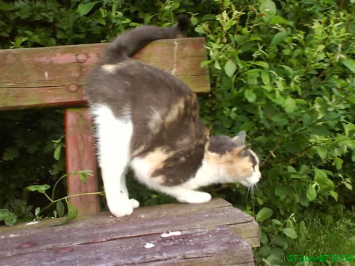 Huskat Maja <33 ;b billede 14