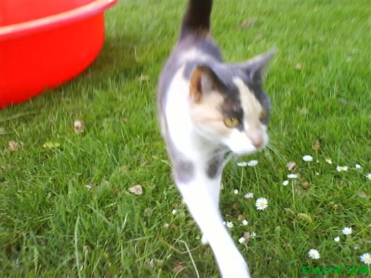 Huskat Maja <33 ;b billede 15