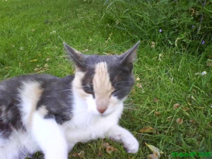 Huskat Maja <33 ;b billede 16