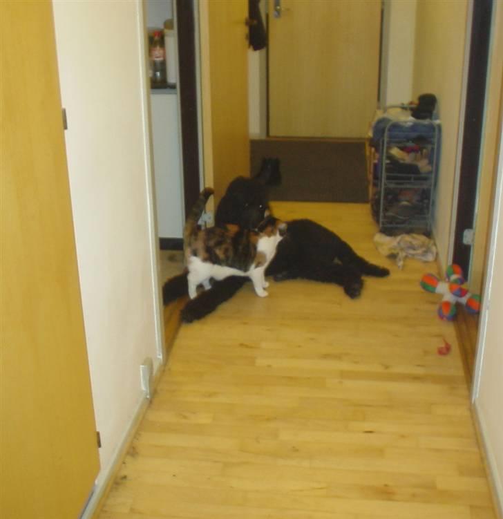 Blanding af racer Matilde - "Max, jeg elsker dig" billede 14