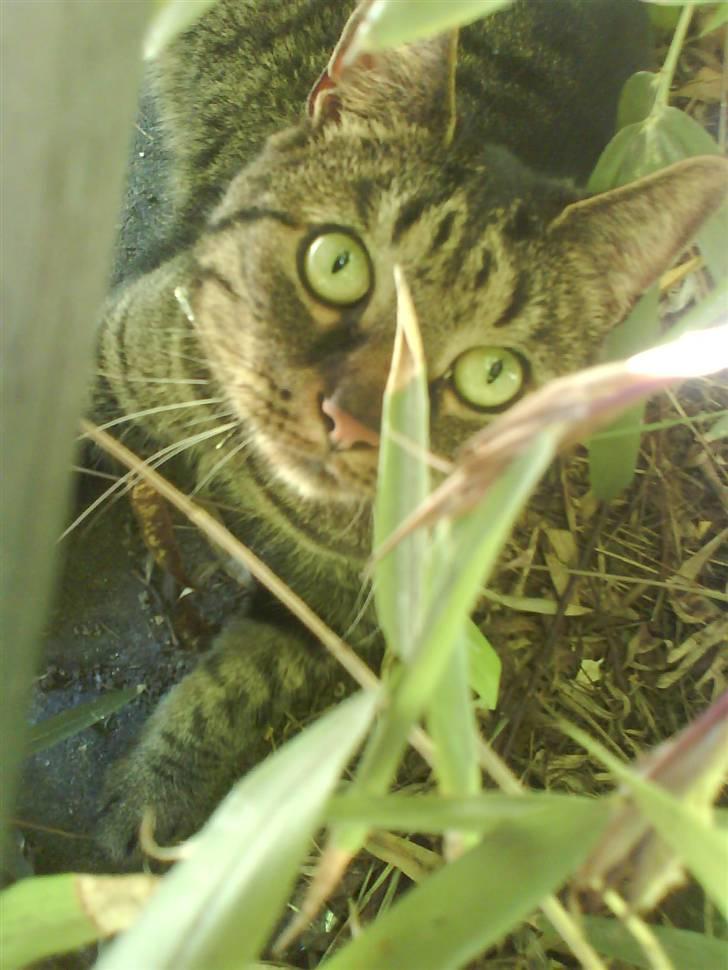 Huskat kenzo - du kan ikke finde mig billede 15