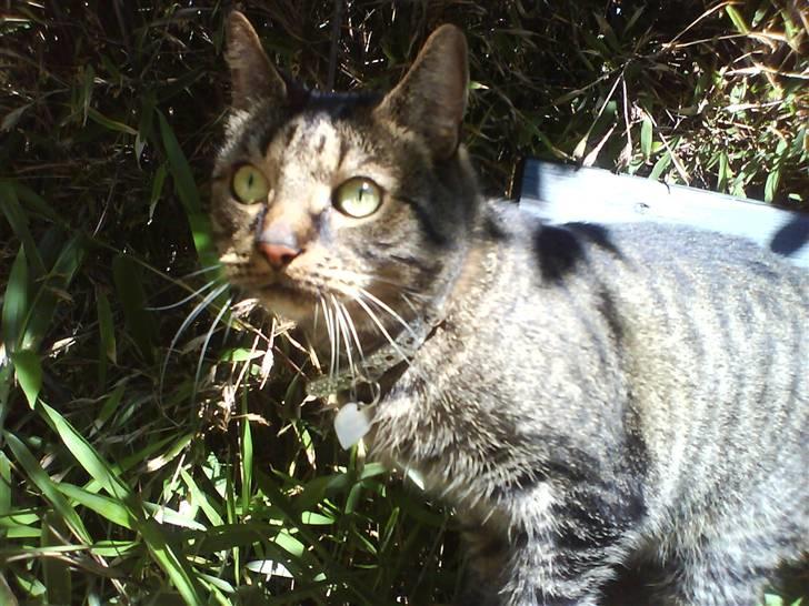 Huskat kenzo billede 16