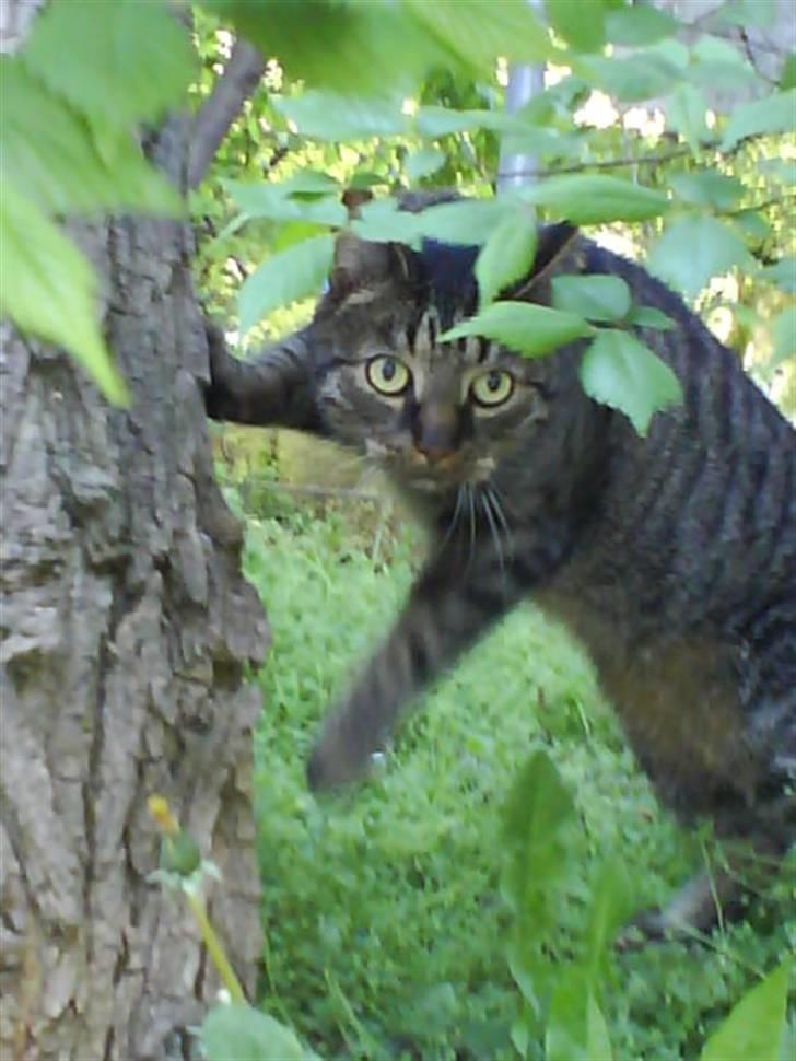 Huskat kenzo billede 17