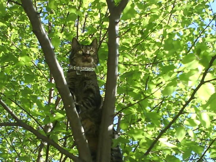 Huskat kenzo billede 18