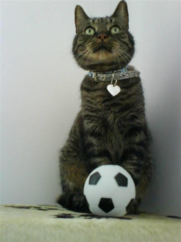 Huskat kenzo billede 19