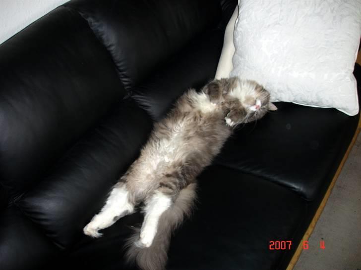 Blanding af racer Valde billede 6