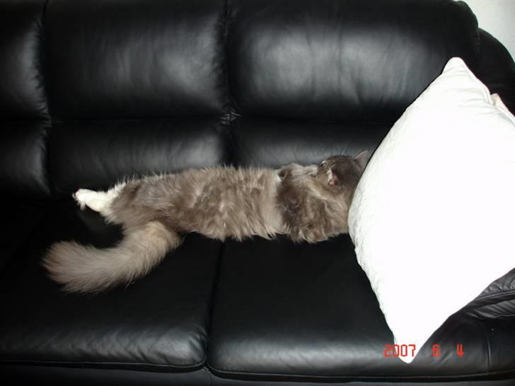 Blanding af racer Valde billede 7