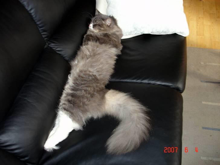 Blanding af racer Valde billede 8