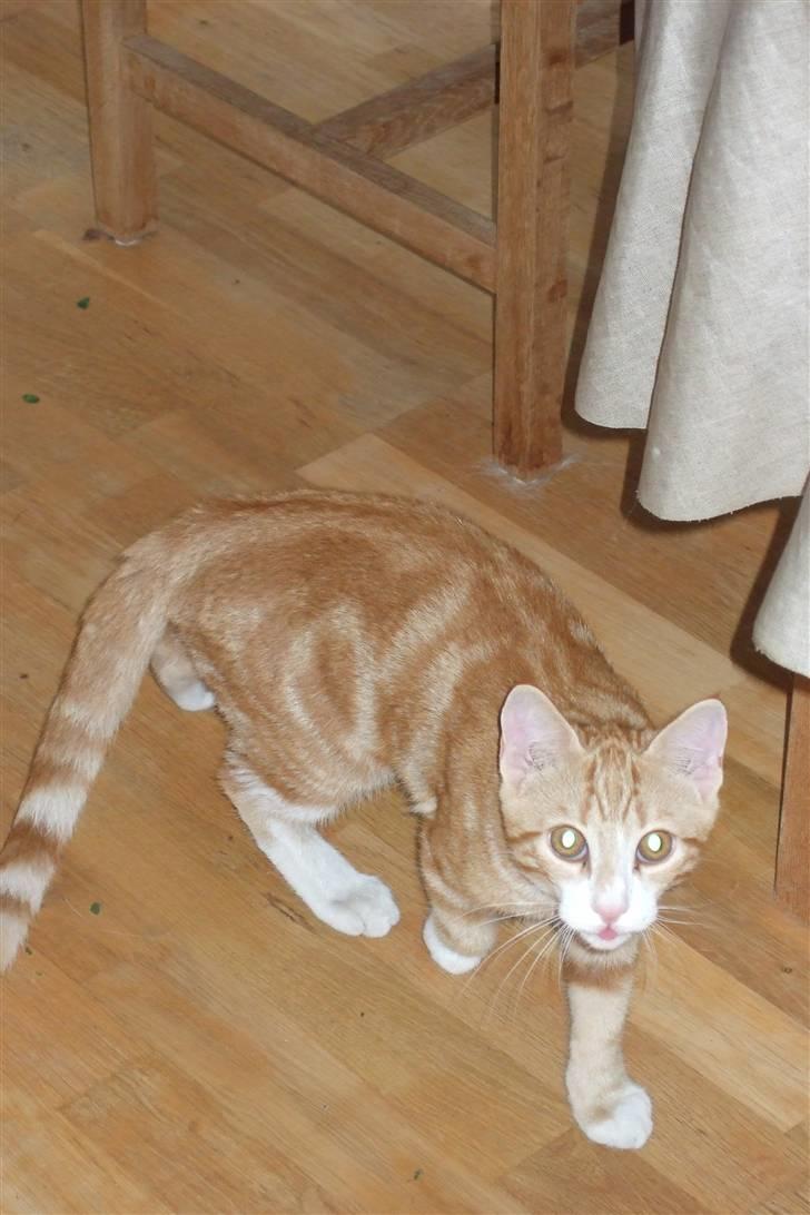 Huskat Piw billede 11