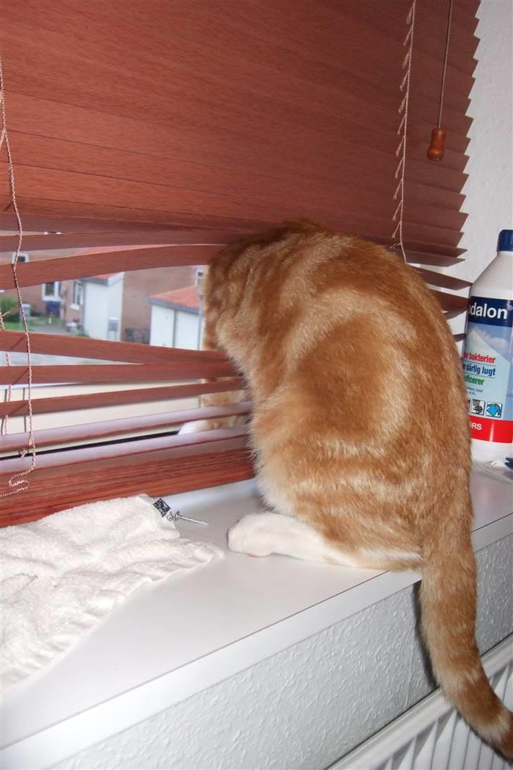 Huskat Piw billede 12